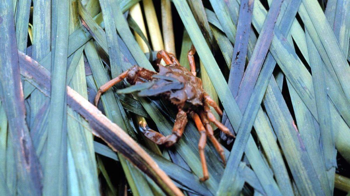 Eelgrass beds in Puget Sound provide valuable habitat for crabs, young salmon, herring and other species. The state Department of Natural Resources was tasked with increasing eelgrass beds in Puget Sound by 20 percent by 2020.