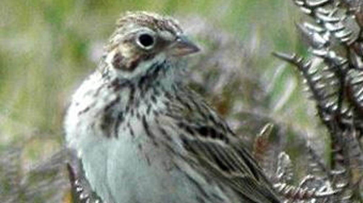 The Oregon vesper sparrow.