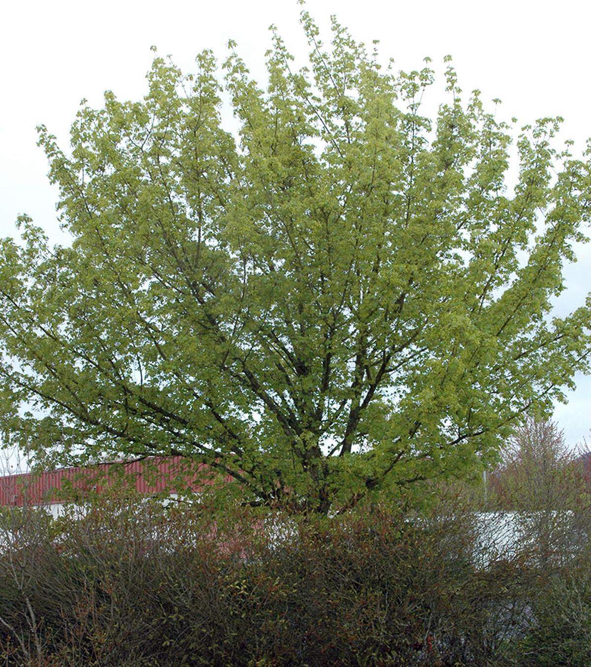 The Norwegian Sunset Maple.