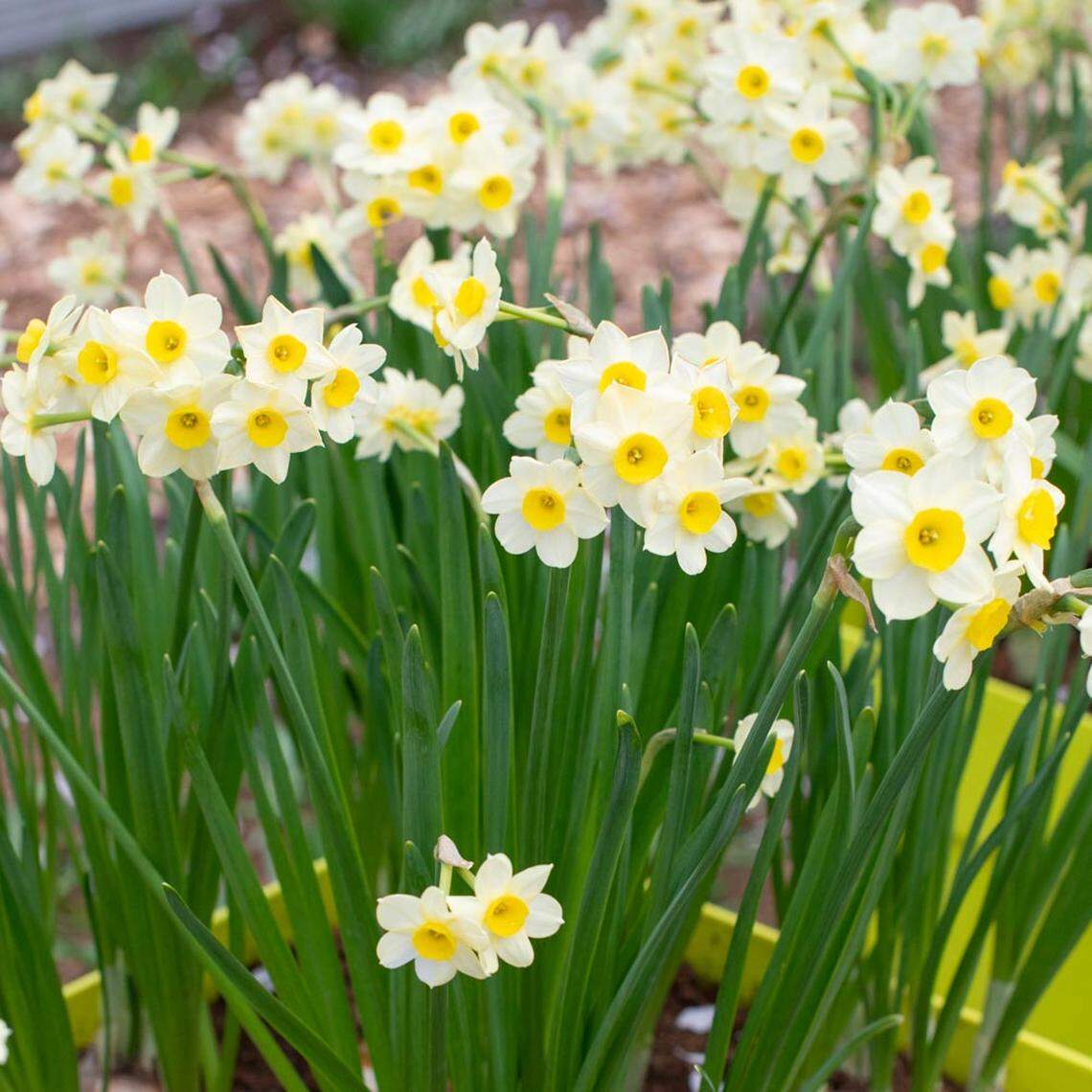 Tazetta Narcissi are fragrant daffodils that are great for forcing and then enjoying indoors. They produce multiple blooms on one stem.