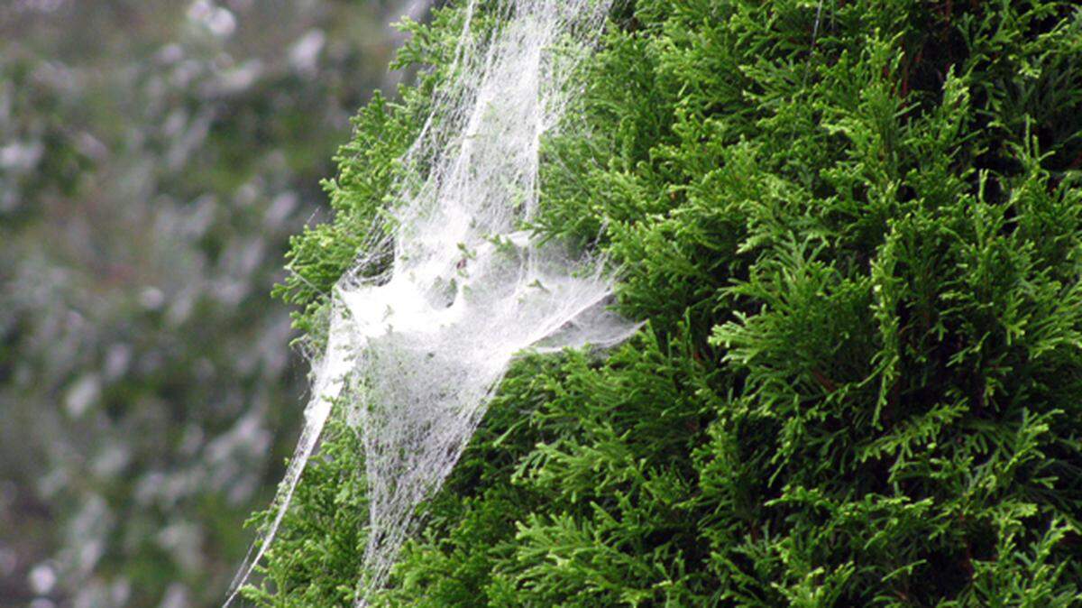Spiders in the garden are considered beneficial insects.