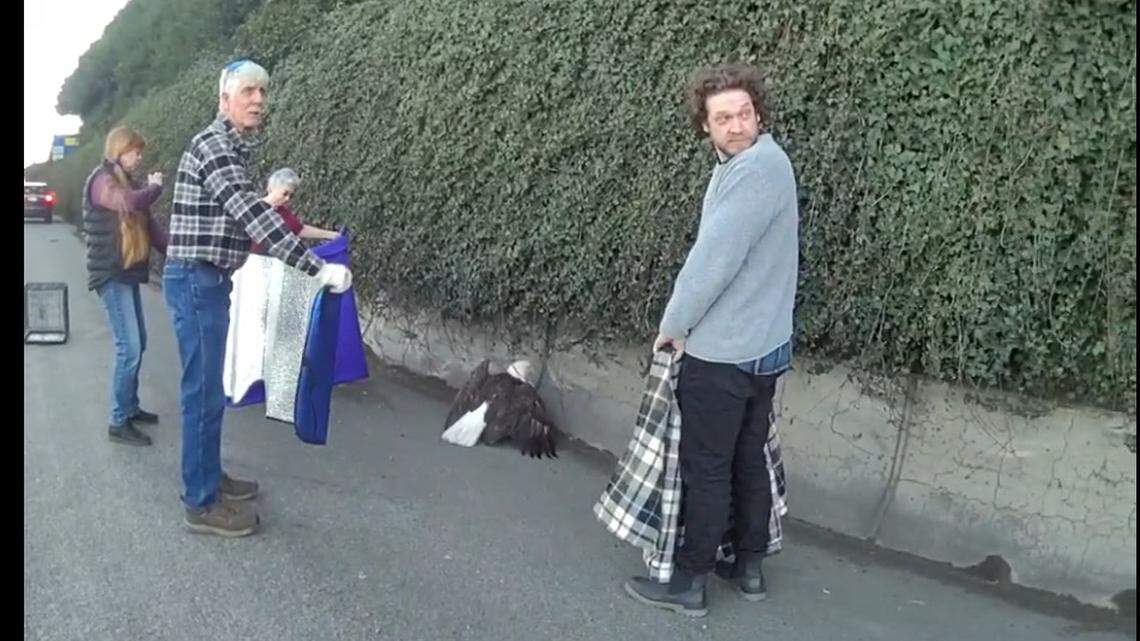 A semi hit a ‘feisty’ bald eagle on I-5, WSP says. The rescue was a team effort