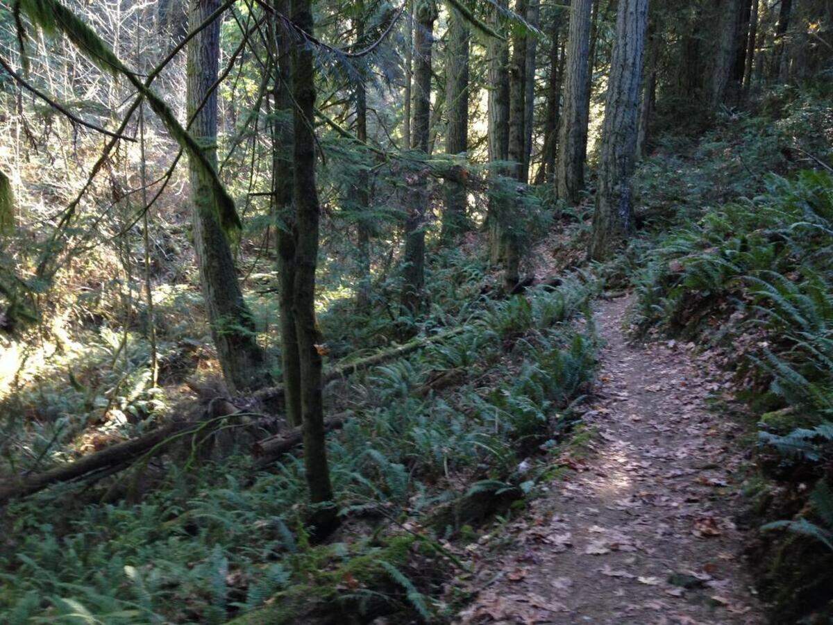 McCormick Forest Park in Gig Harbor has more than 4 miles of trails on 122 acres.