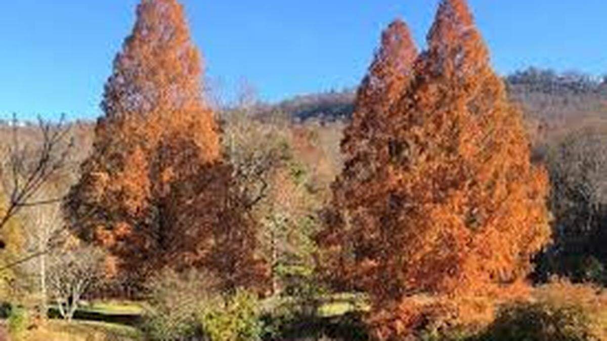 Dawn Redwood is a deciduous tree with feathery needles that is one of the oldest trees on earth. This unique tree turns russet brown in the fall before it drops its needles.