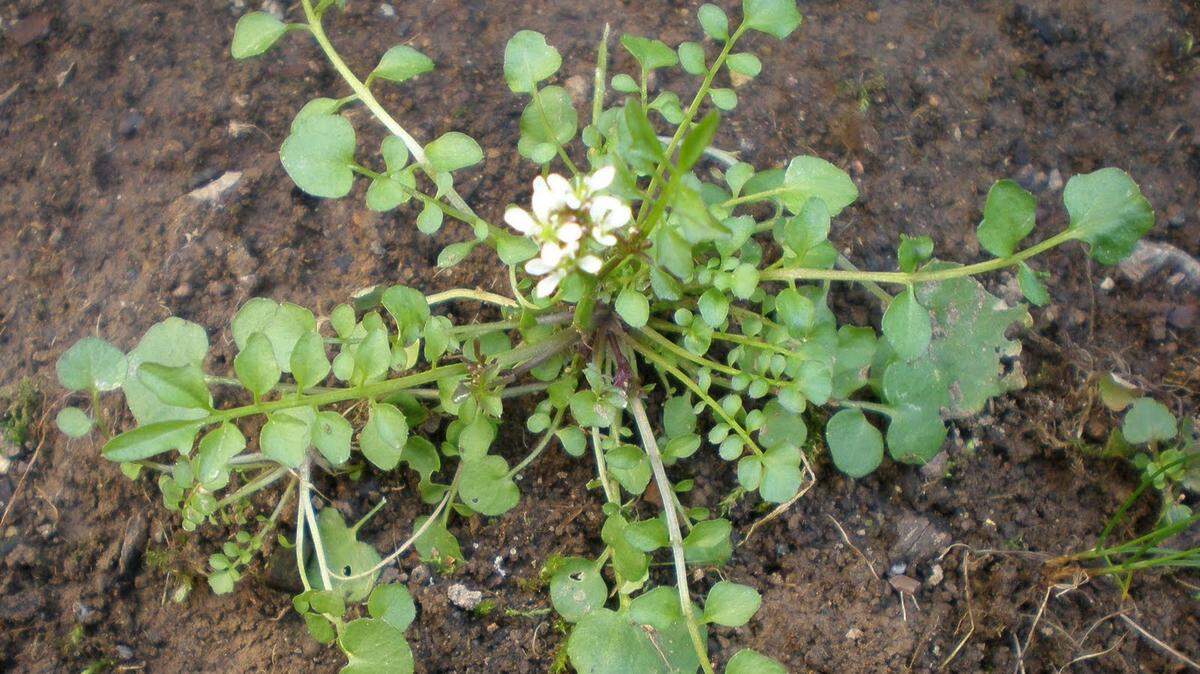 This is a good time to hoe, pull or smother the notorious shot weed before it goes to seed and shoots its spawn all over the garden.