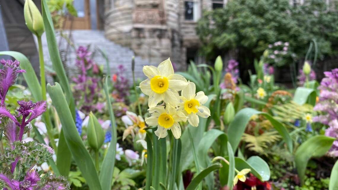 Now’s the time to plant bulbs to ensure a colorful garden come spring