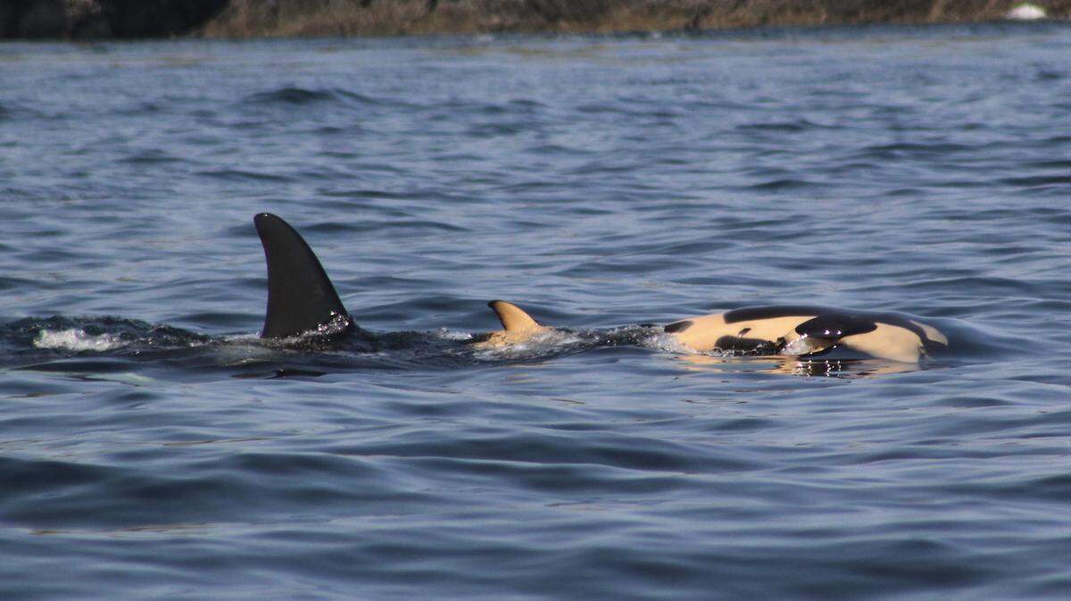 The orca known as J35, or Tahlequah, has been pushing her dead calf for five days as of Saturday.