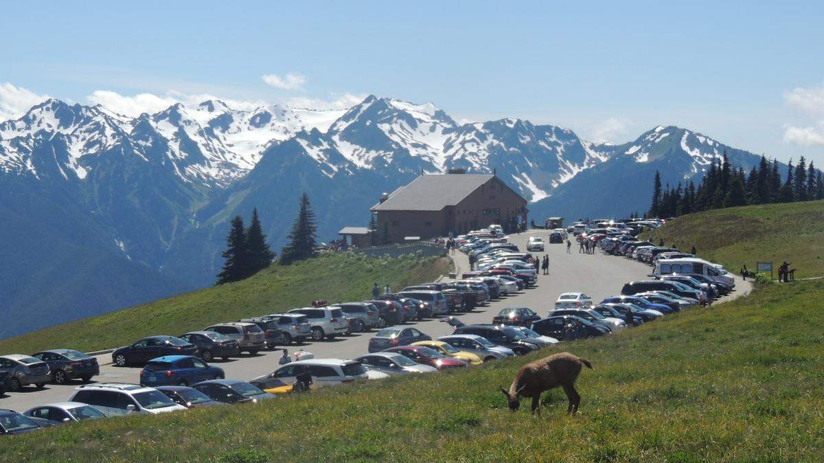 Visitors to the Hurricane Ridge Visitor Center at Olympic National Park can enjoy views of the Olympic Mountains and get fairly close to some wildlife.