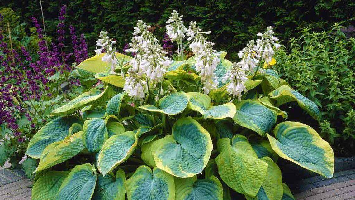 Here are blooming plants that thrive in the shade. Plus tips for planting dahlias