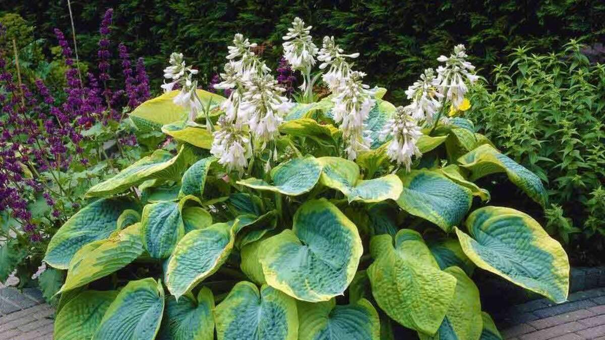 Hosta are tough but beautiful with varieties that range from 4 feet to 4 inches. And most importantly in Western Washington, they thrive in the shade.