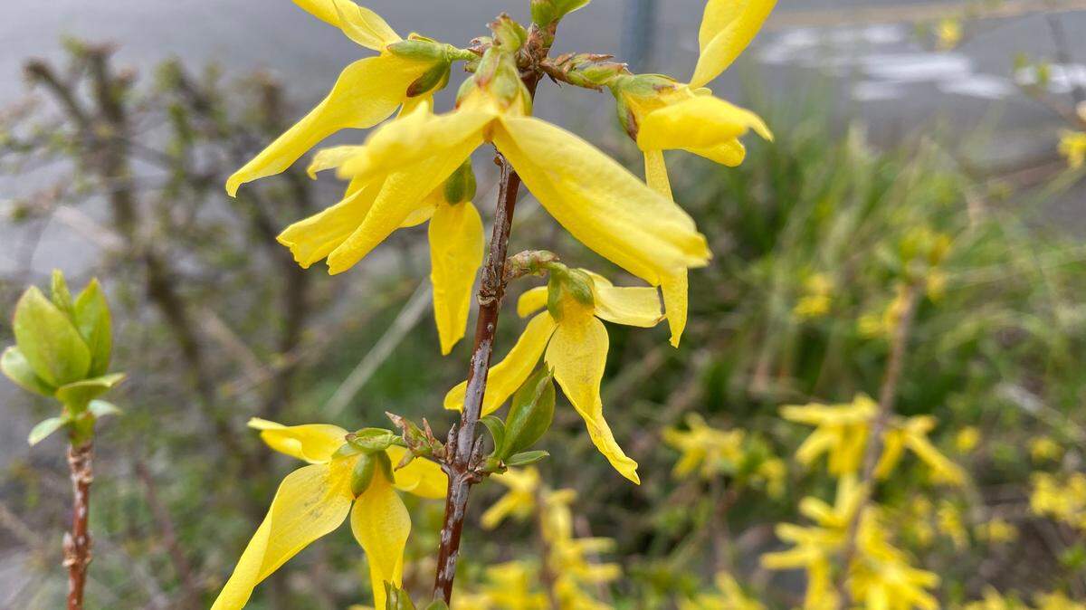 Forsythia bushes are usually the first burst of yellow to show up in Pacific Northwest gardens.