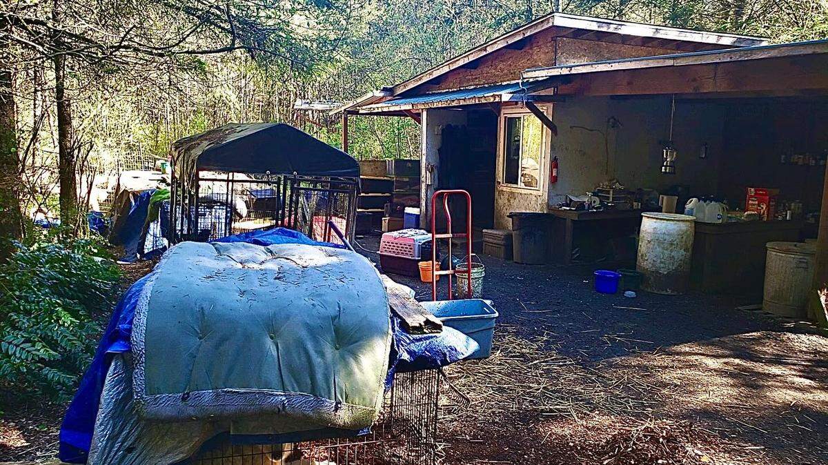 An image of the Grapeview area residence in Mason County that was home to about 60 animals, most of them dogs, according to the Mason County Sheriff’s Office.