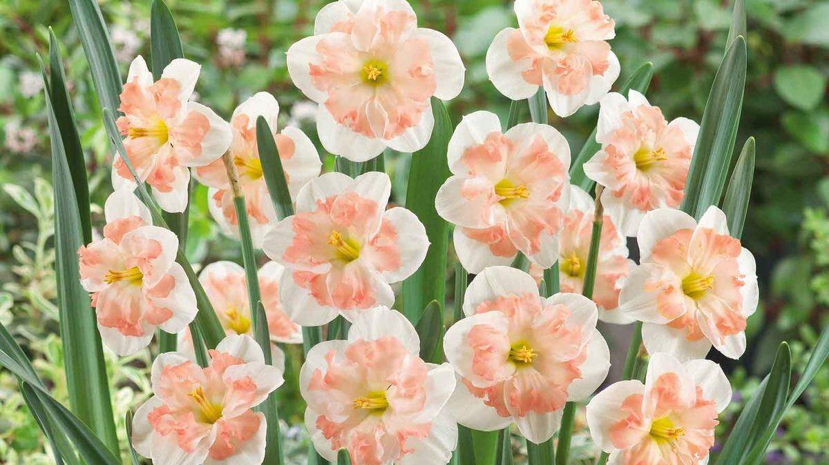 Don’t expect a true or vivid pink in pink daffodils — they have a cup that is more apricot -- but they are an alternative for those who aren’t fond of yellow.