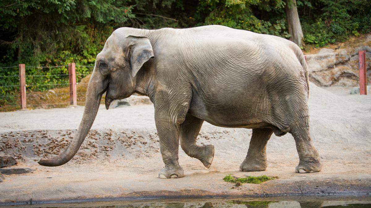 Suki spent nearly 30 years at Point Defiance Zoo & Aquarium.