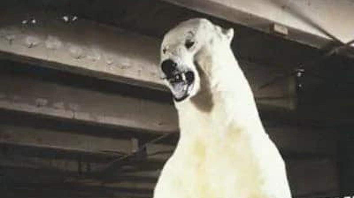 The polar bear at the Anchorage, Alaska, airport in the 1960s was 12 feet tall, stuffed and supposedly the biggest polar bear ever shot.