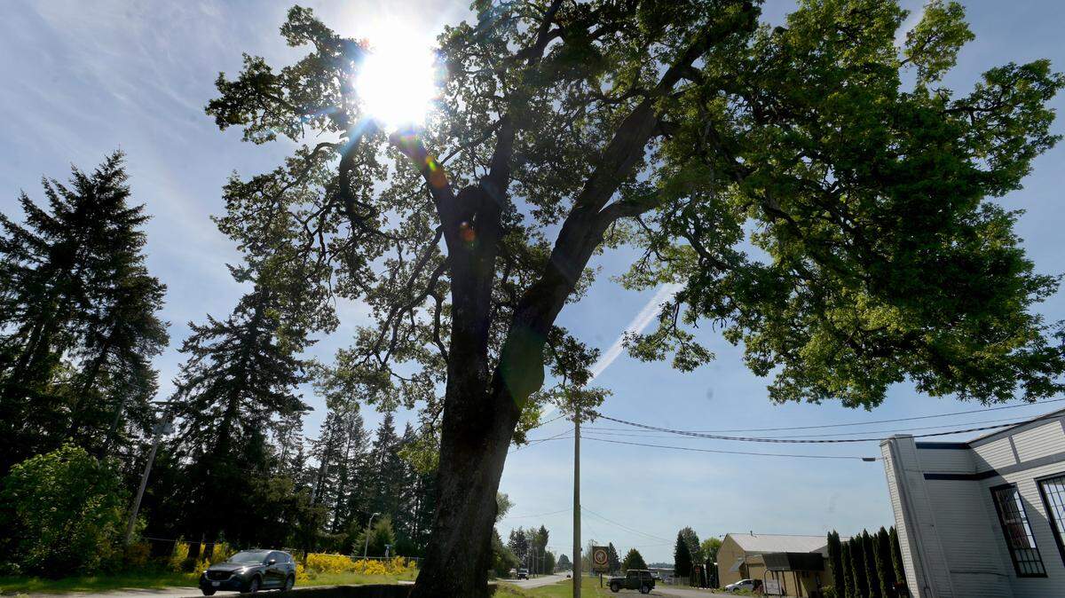 Tumwater is considering removing the centuries-old Davis-Meeker Garry oak tree on Old Highway 99 near the Olympia Regional Airport.