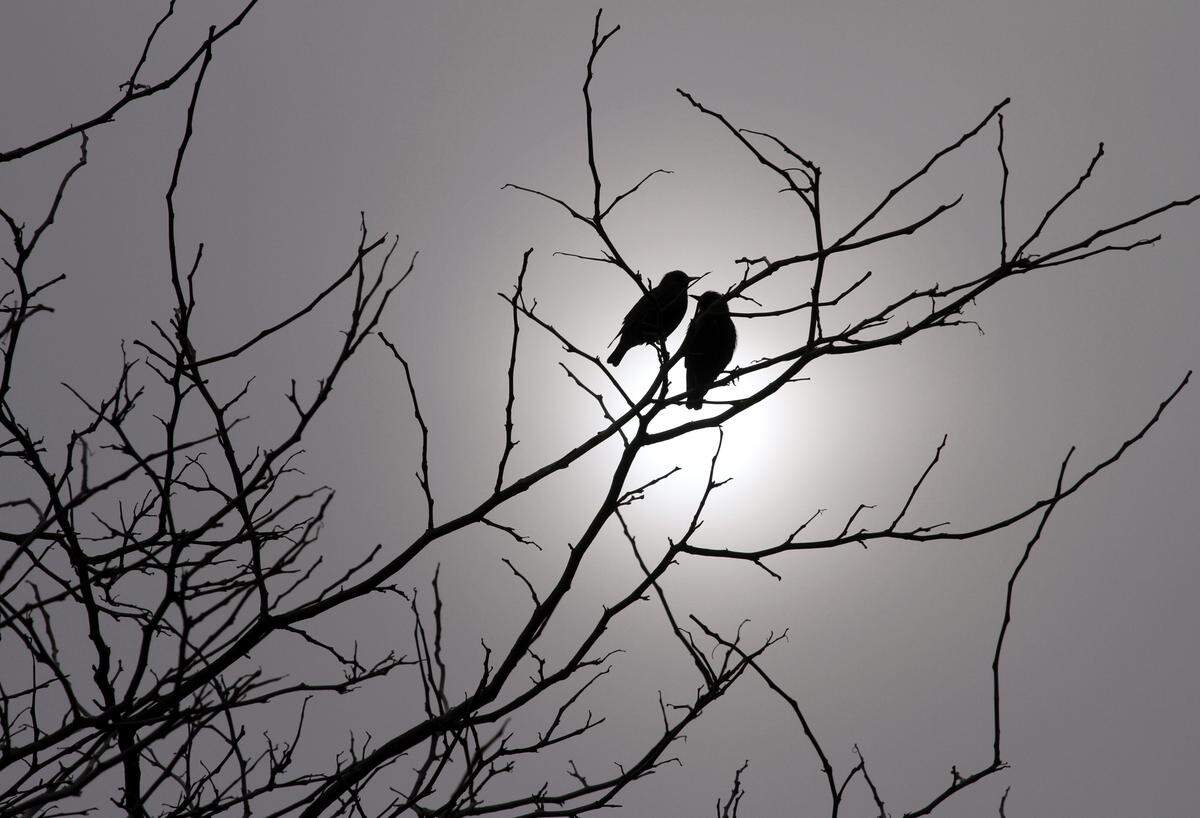 On the 2010 winter solstice, a pair of birds form silhouettes before the mid-day sun.