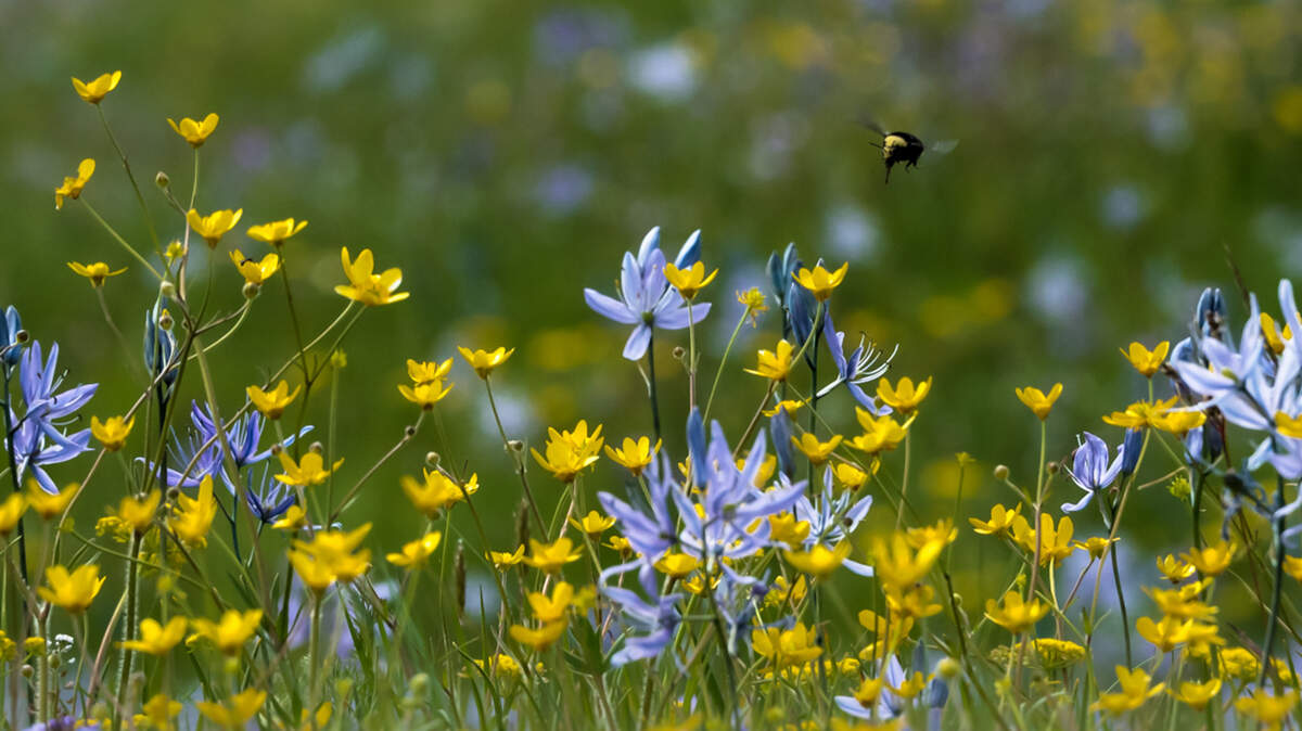Camas and buttercups keep a bumblebee busy at Glacial Heritage Preserve.