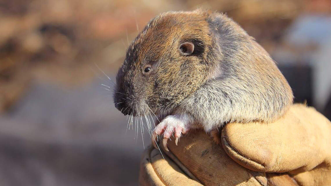 A Million-Dollar Mouse Saver? How One Donation Is Rewriting Tumwater’s Future
