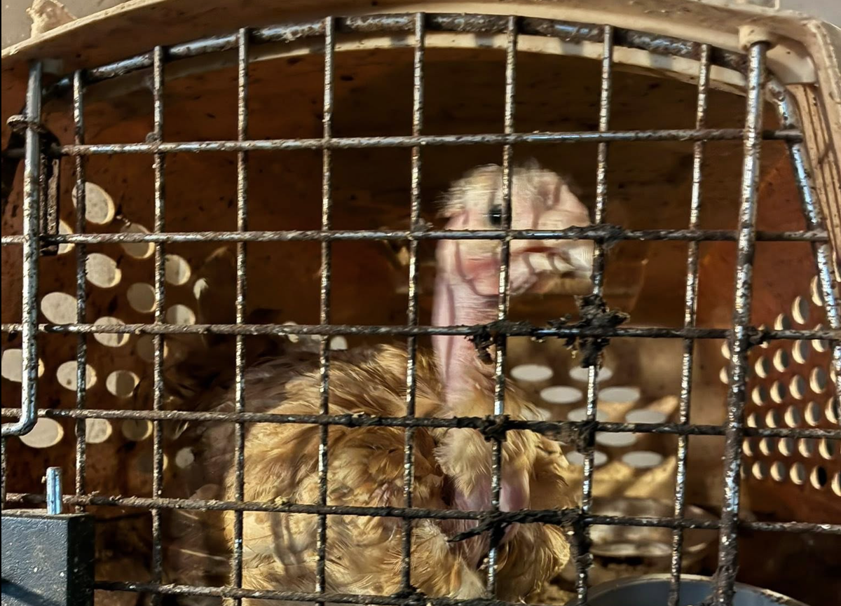 The Thurston County Sheriff’s Office shared an image of a chicken that was housed on property with dozens of other poorly treated animals. Deputies and Joint Animal Services rescued the animals on Aug. 15.