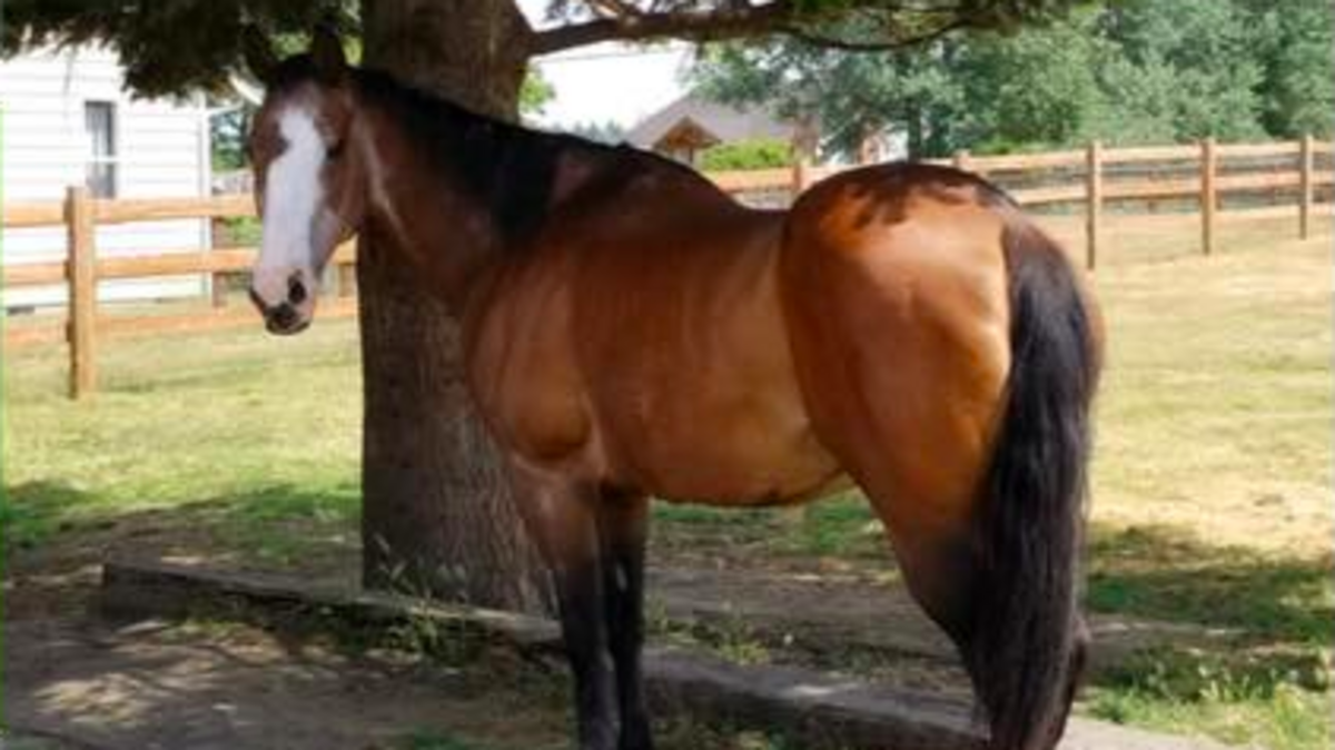 Annie, a 28-year-old horse in Yelm, was found to have her tongue intentionally severed. She was euthanized to minimize suffering.