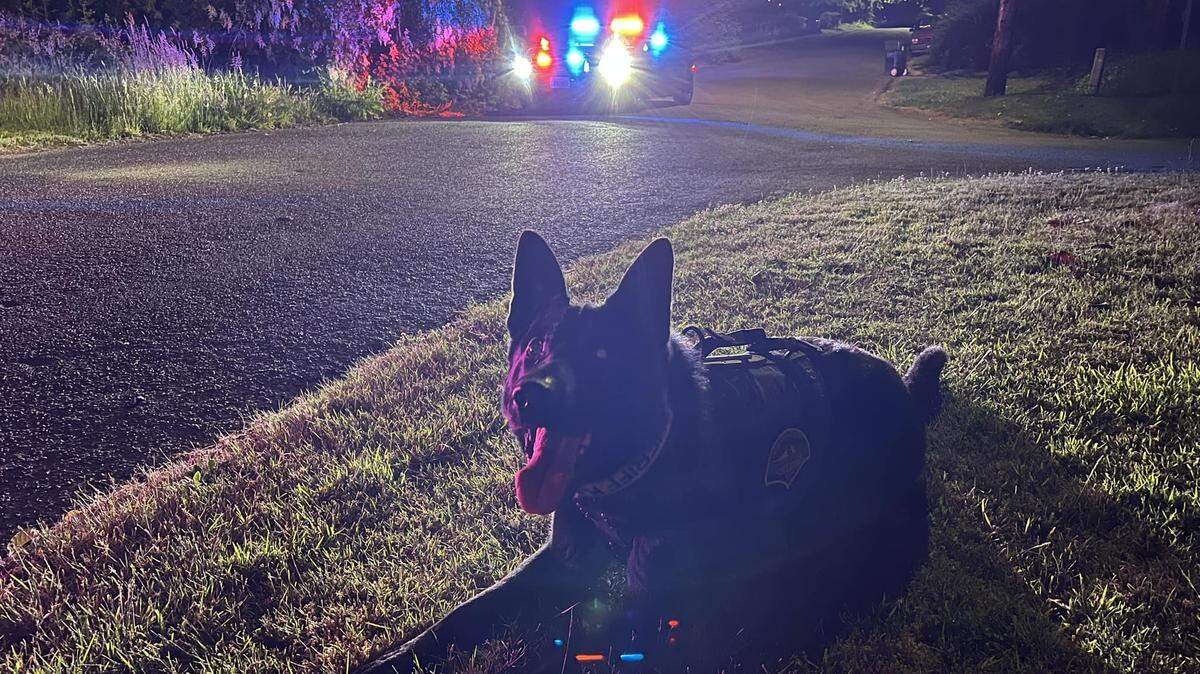 A photo of Igo, a K9 with the Thurston County Sheriff’s Office, who was dispatched to two separate incidents late Thursday and early Friday.