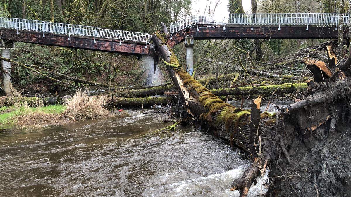 A falling tree broke both a pedestrian bridge and sewer pipe over Percival Creek Friday night.