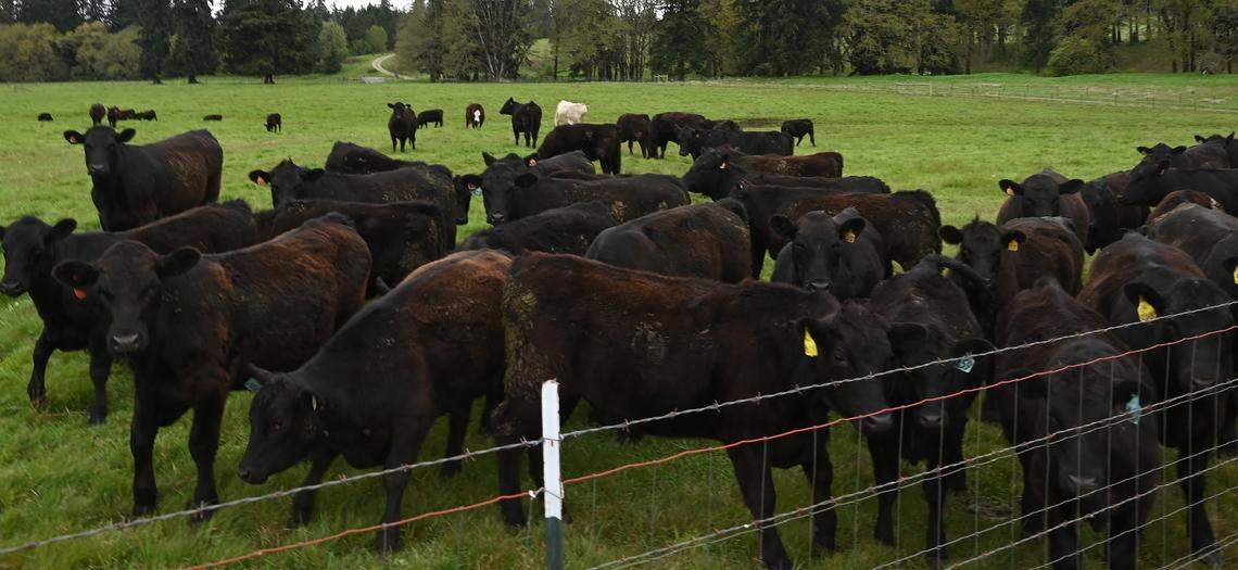 Touring land that has been in her Tenino family for generations Colvin Ranch owner Jennifer Colvin along with Bill Kronland, Scatter Creek Wildlife Area Manager for the Washington Department of Fish and Wildlife, speak to the environmental benefits to the conservation grazing method to land stewardship.