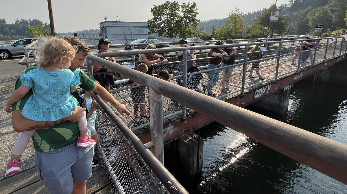 Salmon return to Olympia, causing traffic downtown. Here’s where to see them