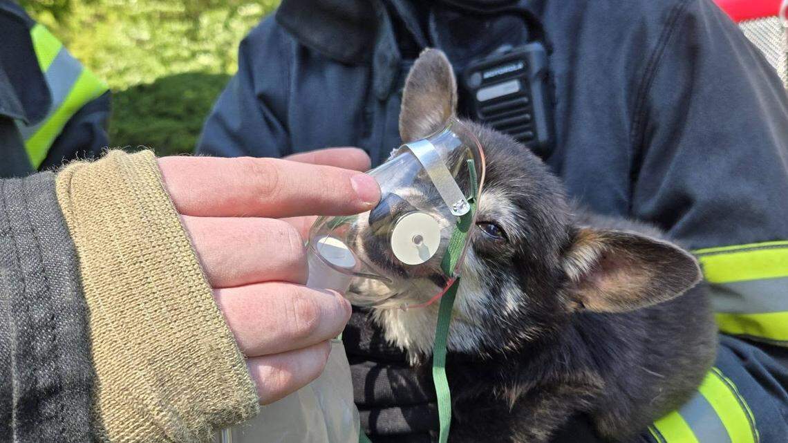 Crews revive family dog with oxygen after house fire in Thurston County