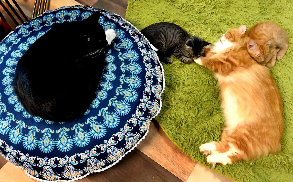Tiffany Weitzel opened the Pawsific NorthWest Cat Cafe in May as an adoption platform for local rescues that do not have public shelters or buildings for adopters to meet and adopt cats and kittens, including strays and those who have been abandoned. Not just a cute play on words, the cafe offers a variety of beverages and food along with some local artworks and kitty-centric gifts.