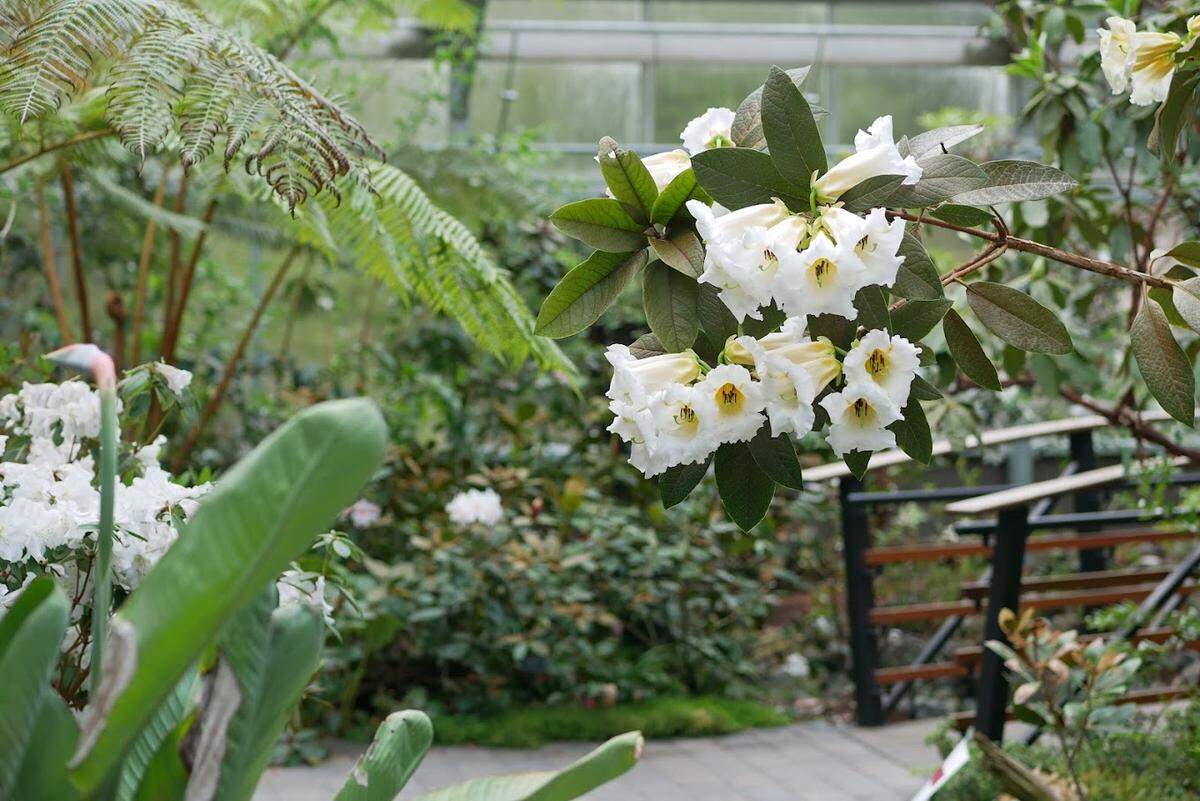 Visit the Rhododendron Species Botanical Garden on the Weyerhaeuser campus in Federal Way.