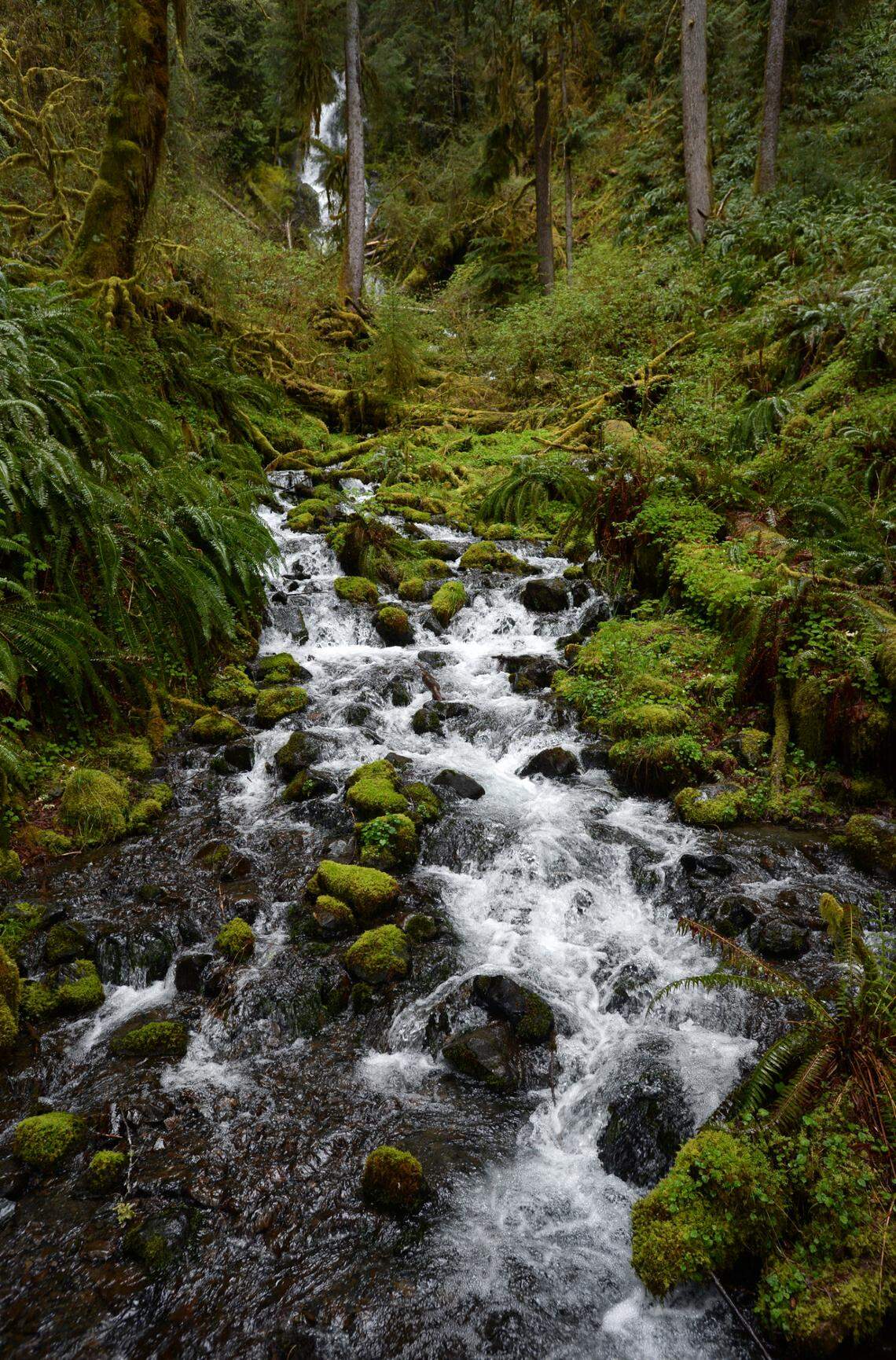A stream cascades through the Hoh Rain Forest, located on the west side of Olympic National Park, one of the best remaining examples of temperate rainforest in the United States. The annual rainfall is 140 to 170 inches or 12 to 14 feet.