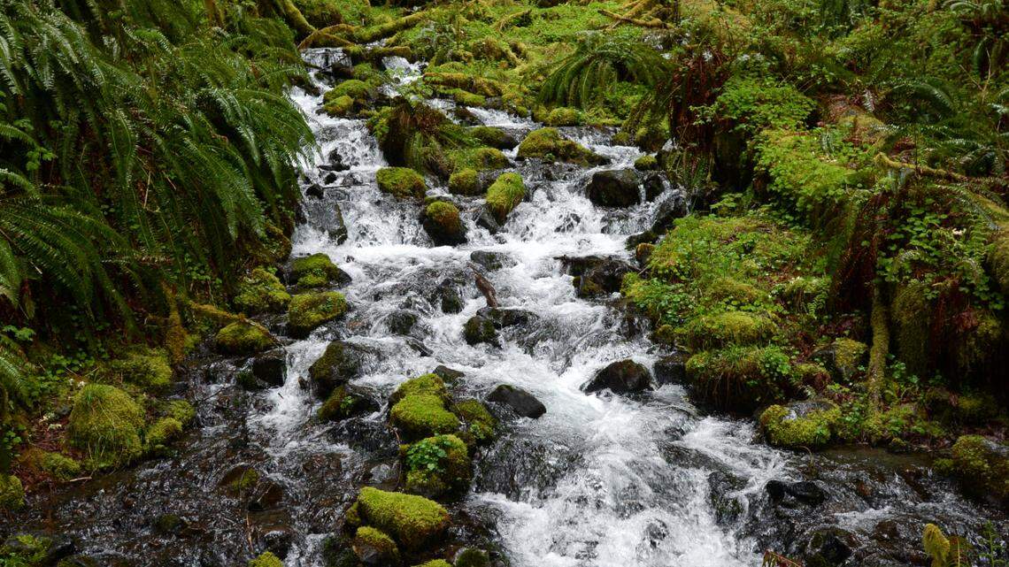 Recreational fishing restricted in Olympic National Park amid drought conditions