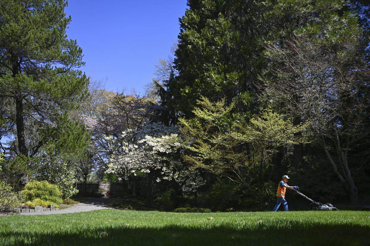 Ron Locke, an 11-year volunteer with the city of Olympia’s Park Stewardship program, mows the lawn at the Yashiro Japanese Garden on Wednesday, April 8, 2026, in Olympia, Wash. A small group of volunteers maintain the park on a weekly basis.