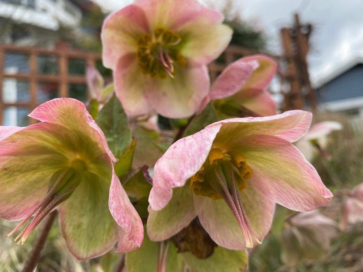 Hellebores are perennials that are deer and slug resistant and will flower in the shade.