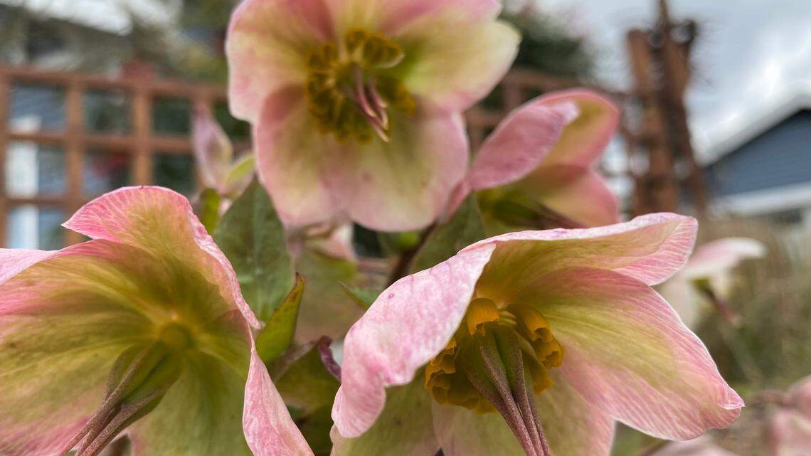 Need a winter flower fix? Head to the nursery to get some hellebores