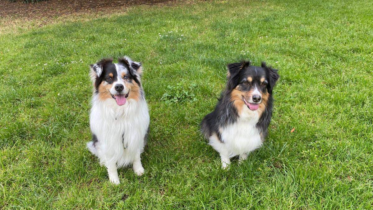 Canine advice columnists Wombat and Dingbat, Lynn Ungar’s pooches.