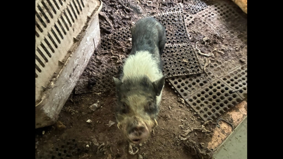 Two men accused of animal cruelty for hoarding dozens of animals in poor conditions