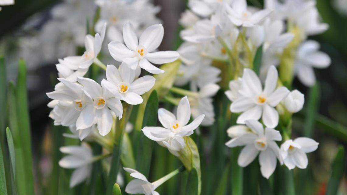 Tips for bringing blooms and greenery into your home for the holidays