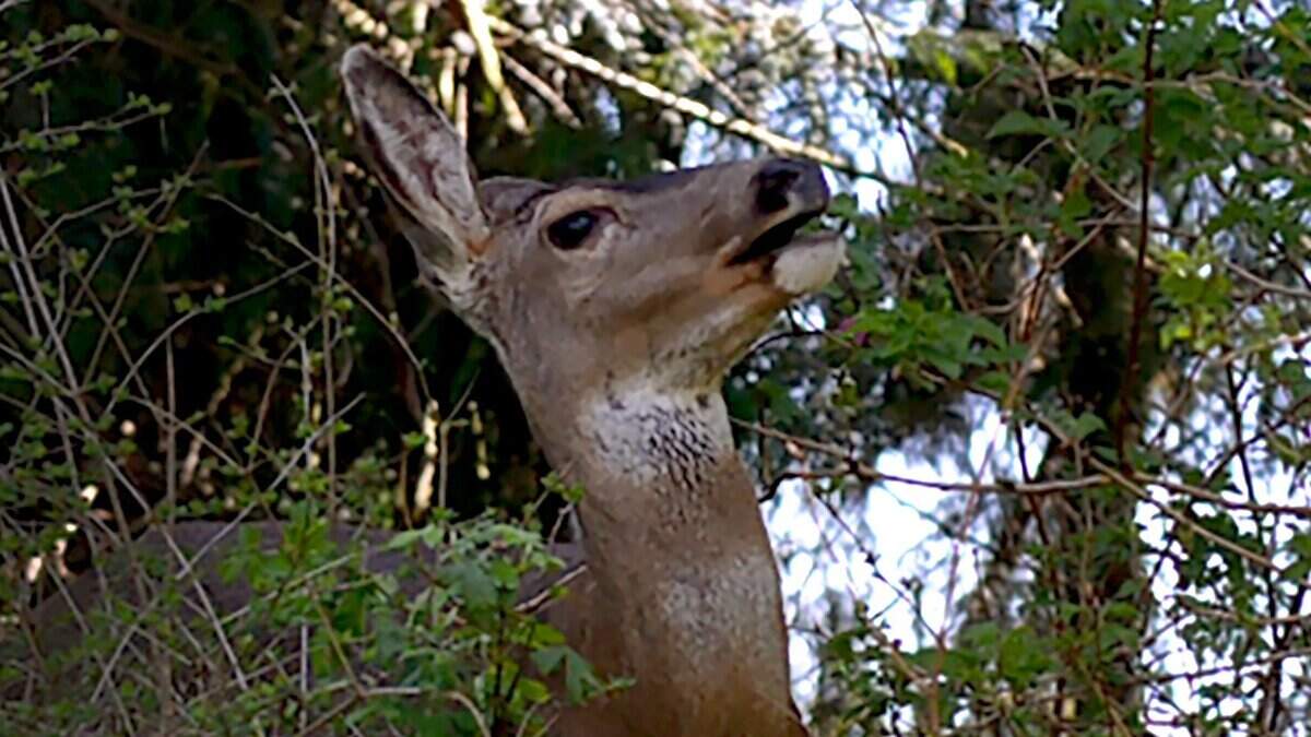 A deer makes its presence known at Woodard Bay Conservation Area.