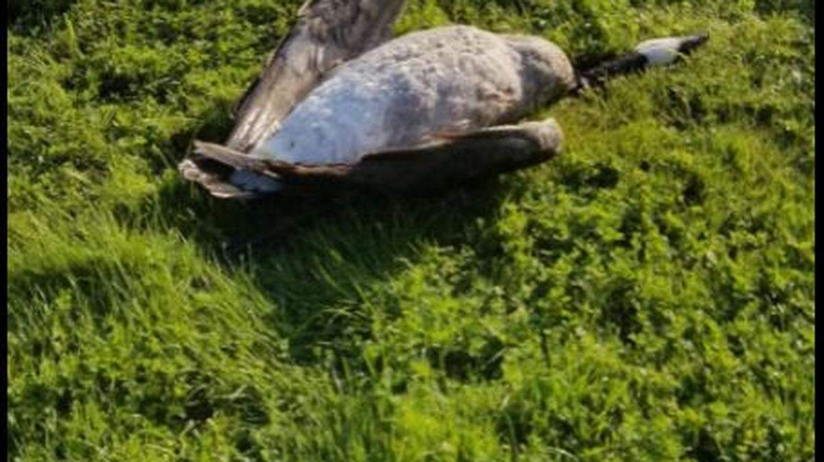 One of six geese found shot behind the bathrooms at Marathon Park at Capitol Lake on Monday morning. Now state Department of Fish and Wildlife police are investigating the incident.