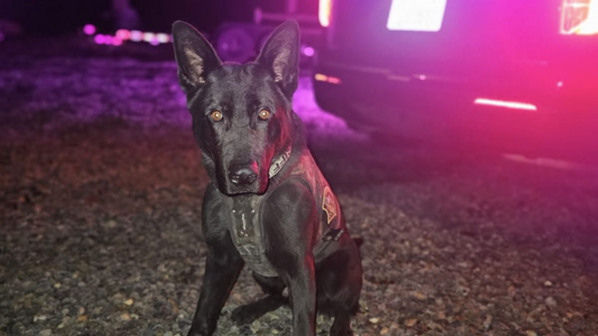The Thurston County Sheriff’s Office K9 Unit shared a photo on Facebook of K9 Igo, a police dog that helped find an Olympia man accused of stalking and harassing a woman.