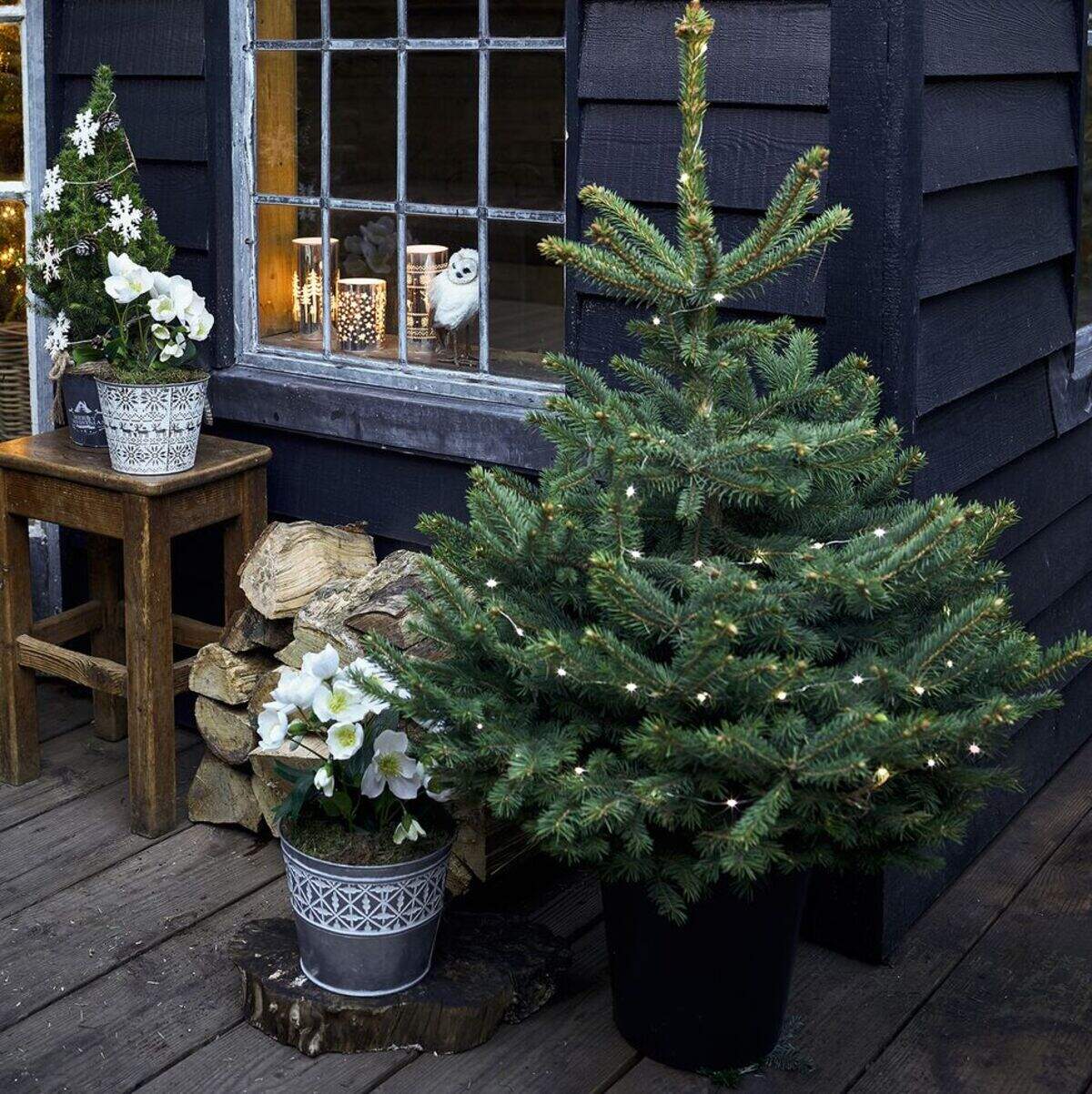It’s very hard for an outdoor tree to adapt to indoor temperatures then readapt to outdoor temperatures after the holidays. A better idea may be to set the potted evergreen on a porch or patio and decorate it where you can enjoy if from indoors while it sits in the cold each night, says gardening columnist Marianne Binetti.