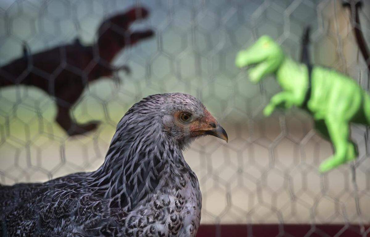 T-Rex the chicken - shown by Ava Bryant of Olympia - waits to roll in the the 89th annual Pet Parade in downtown Olympia on Saturday.