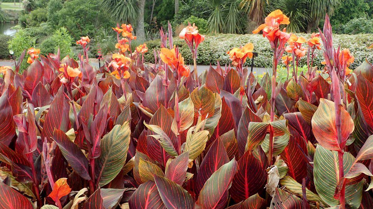 Canna “Tropicanna” has huge, paddle-shaped leaves that unfold with tropical colors of orange, yellow and lime green. The flowers are unique and spectacular as well.       