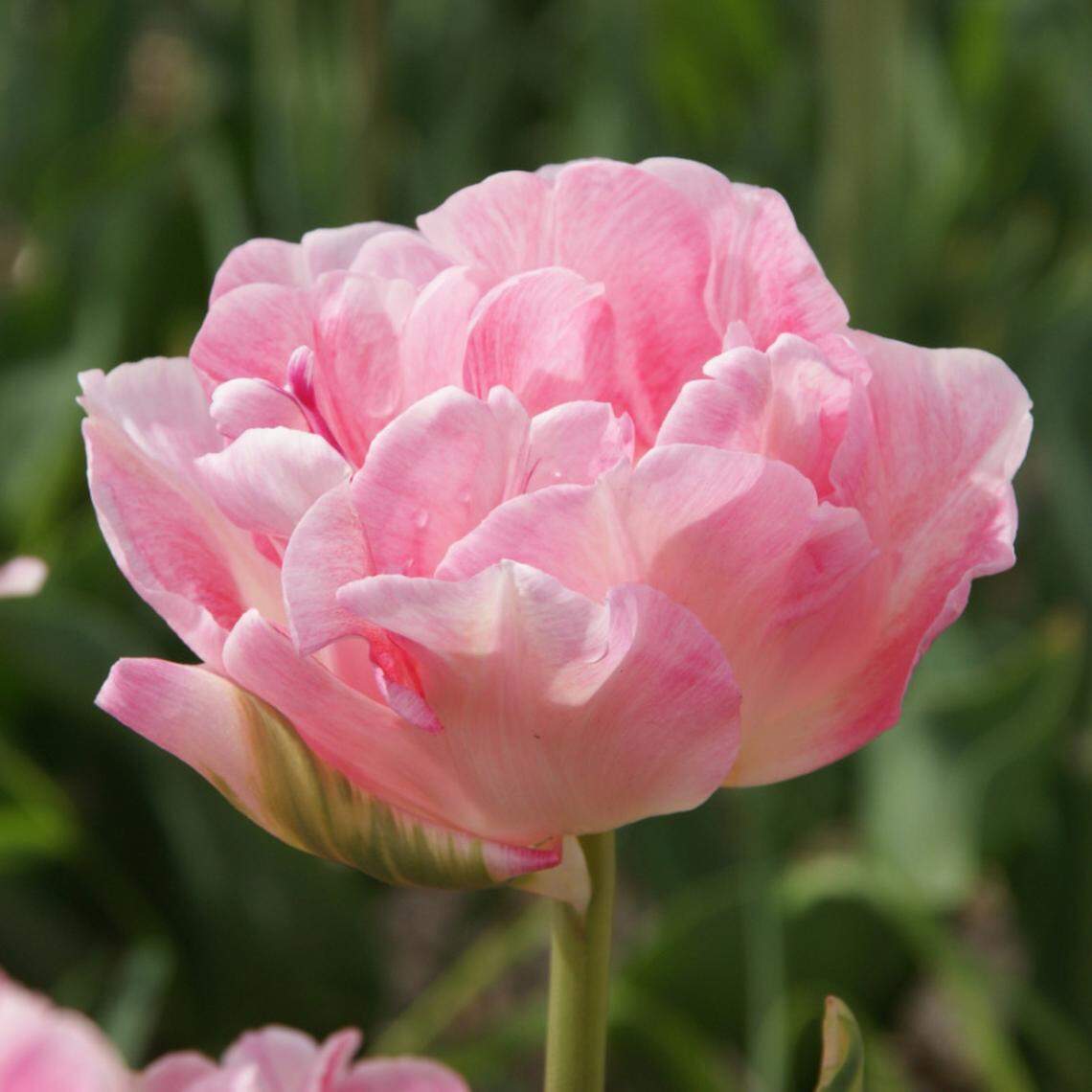 Angelique tulips look more like a double-flowering pink rose than a tulip and one bulb can support several blooming stems.