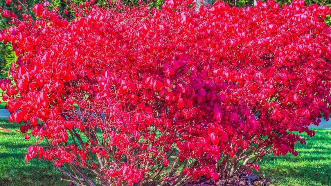 Over the garden fence: PA banned burning bush. What to plant instead this fall