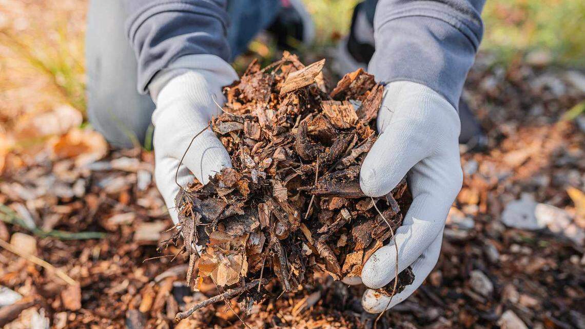Yes, you really do have to rake up those wet leaves on your lawn. Here’s why