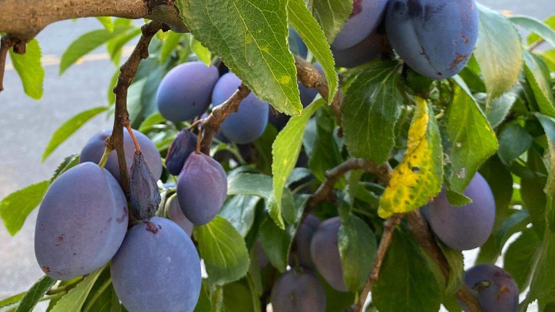 Now is a great time to plant trees and shrubs -- and reap the edibles you’ve sown